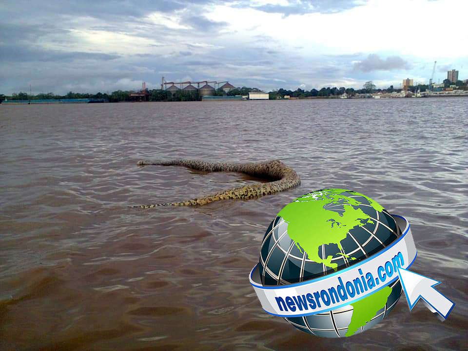 EXCLUSIVO: Cobra sucuri gigante é encontrada morta no Rio Madeira  VEJA FOTOS - News Rondônia