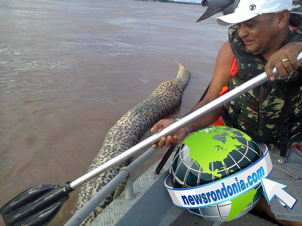 EXCLUSIVO: Cobra sucuri gigante é encontrada morta no Rio Madeira  VEJA FOTOS - News Rondônia