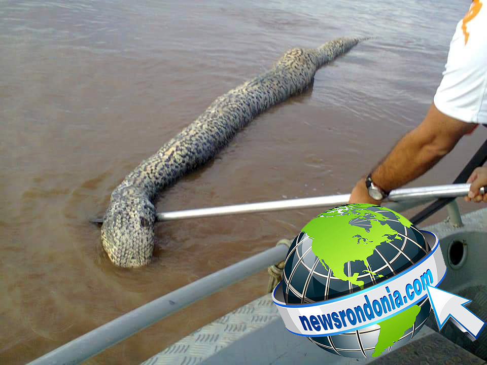 EXCLUSIVO: Cobra sucuri gigante é encontrada morta no Rio Madeira  VEJA FOTOS - News Rondônia