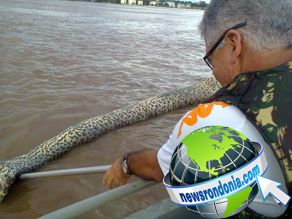 EXCLUSIVO: Cobra sucuri gigante é encontrada morta no Rio Madeira  VEJA FOTOS - News Rondônia