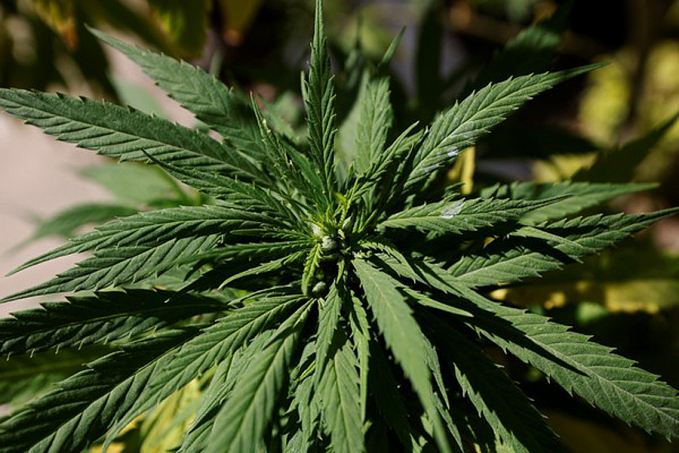 Justiça nega pedido de mulher para plantar maconha em casa, sem risco de ser presa - News Rondônia