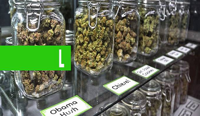 TRÁFICO DE DROGAS NO URUGUAI DESPENCA APÓS LEGALIZAÇÃO DA MACONHA - News Rondônia