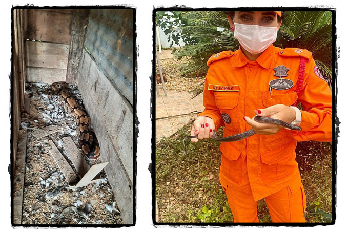 ALERTA - Jiboia e cobra muçurana são encontradas em residências de Rondônia - News Rondônia