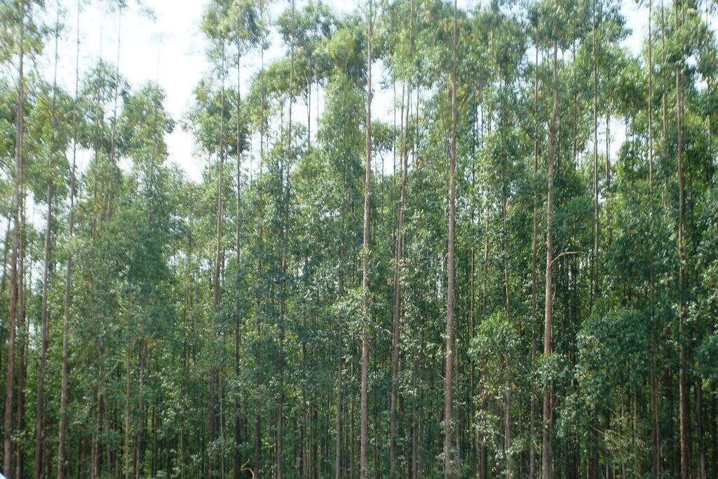 MINISTRA FIRMA CONTRATO PÚBLICO-PRIVADO GARANTINDO A PRODUÇÃO SUSTENTÁVEL EM FLORESTA RONDONIENSE - News Rondônia