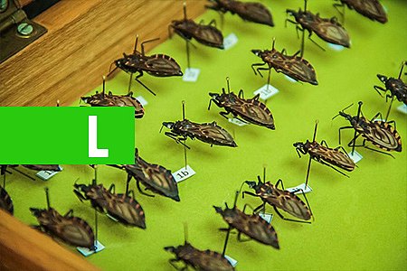 TRÊS BESOUROS FORAM CONFIRMADOS INFECTADOS COM DOENÇA DE CHAGAS EM RONDÔNIA, EM 2018 - News Rondônia