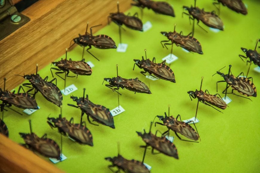 TRÊS BESOUROS FORAM CONFIRMADOS INFECTADOS COM DOENÇA DE CHAGAS EM RONDÔNIA, EM 2018 - News Rondônia