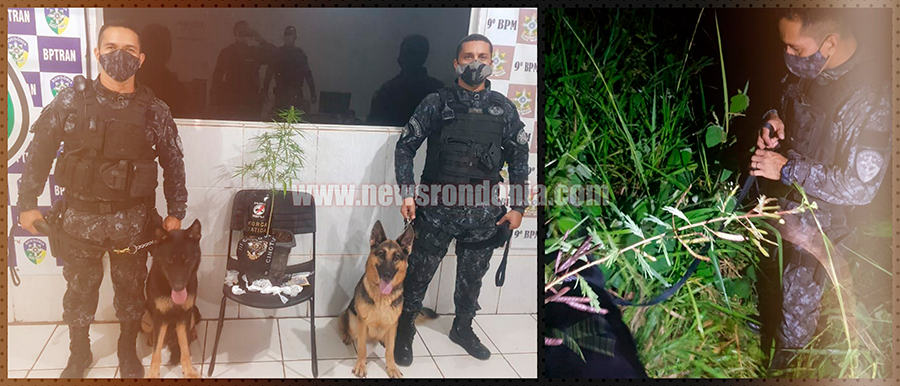 FORÇA TÁTICA E CÃES DO CANIL DO BBCHOQUE LOCALIZAM DROGAS E PRENDE TRÊS SUSPEITOS COM PÉ DE MACONHA - News Rondônia