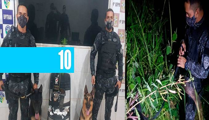FORÇA TÁTICA E CÃES DO CANIL DO BBCHOQUE LOCALIZAM DROGAS E PRENDE TRÊS SUSPEITOS COM PÉ DE MACONHA - News Rondônia