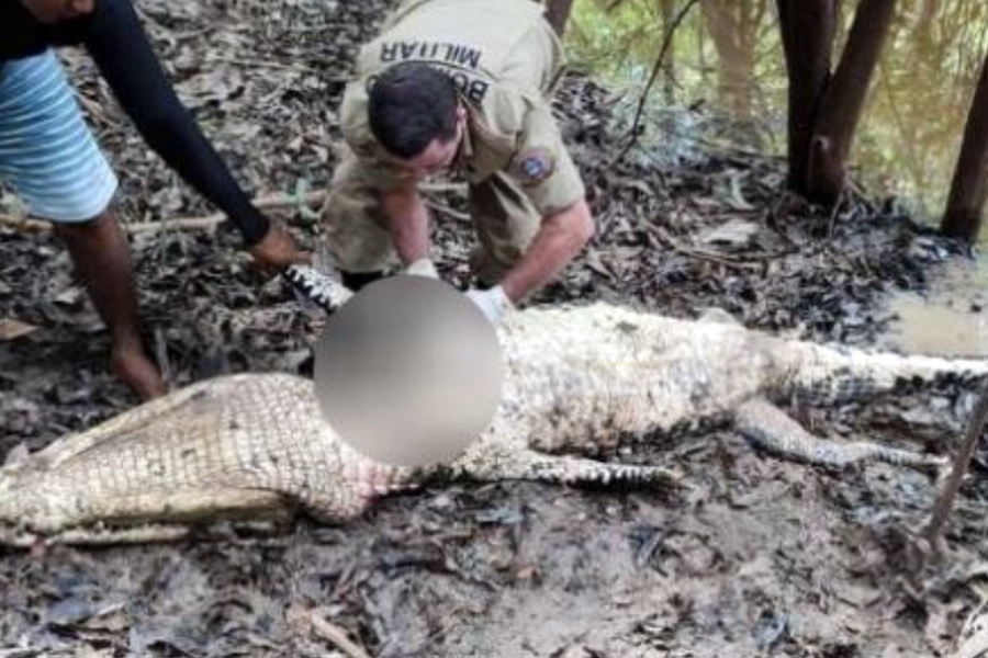 IMAGENS FORTES - Corpo de pescador que estava desaparecido é encontrado dentro de jacaré - News Rondônia