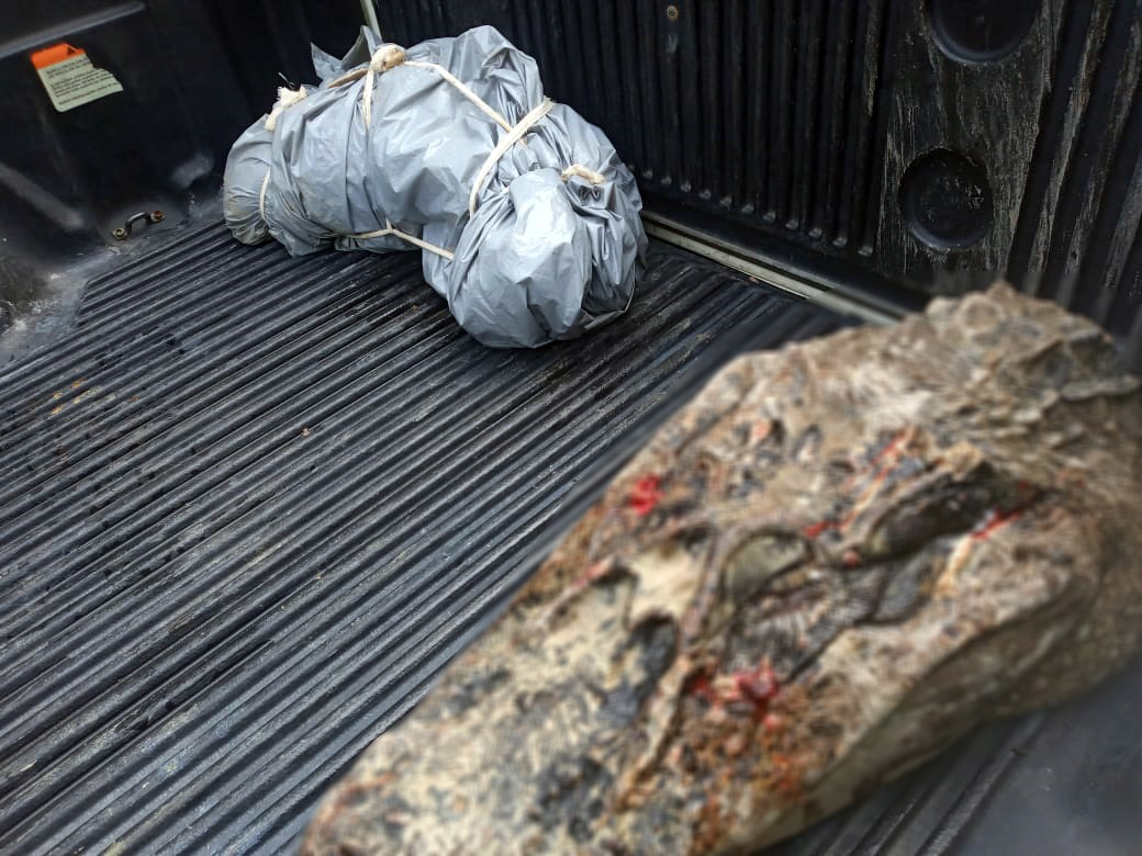IMAGENS FORTES - Corpo de pescador que estava desaparecido é encontrado dentro de jacaré - News Rondônia