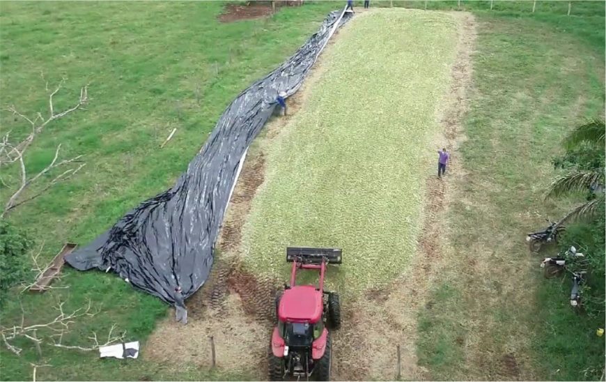 Emater reúne 500 técnicos e agricultores em webinar sobre qualidade do processamento do capim BRS Capiaçu - News Rondônia