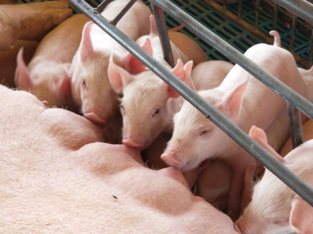 Cuidado com as instalações e rígido manejo sanitário são fundamentais para evitar infecções intestinais nos leitões - News Rondônia