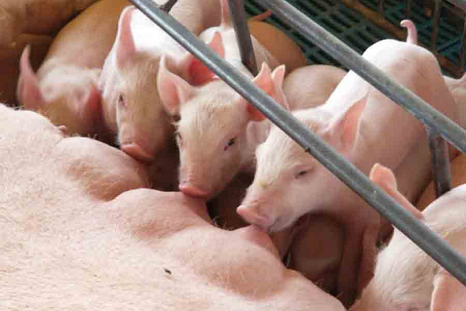 Cuidado com as instalações e rígido manejo sanitário são fundamentais para evitar infecções intestinais nos leitões - News Rondônia
