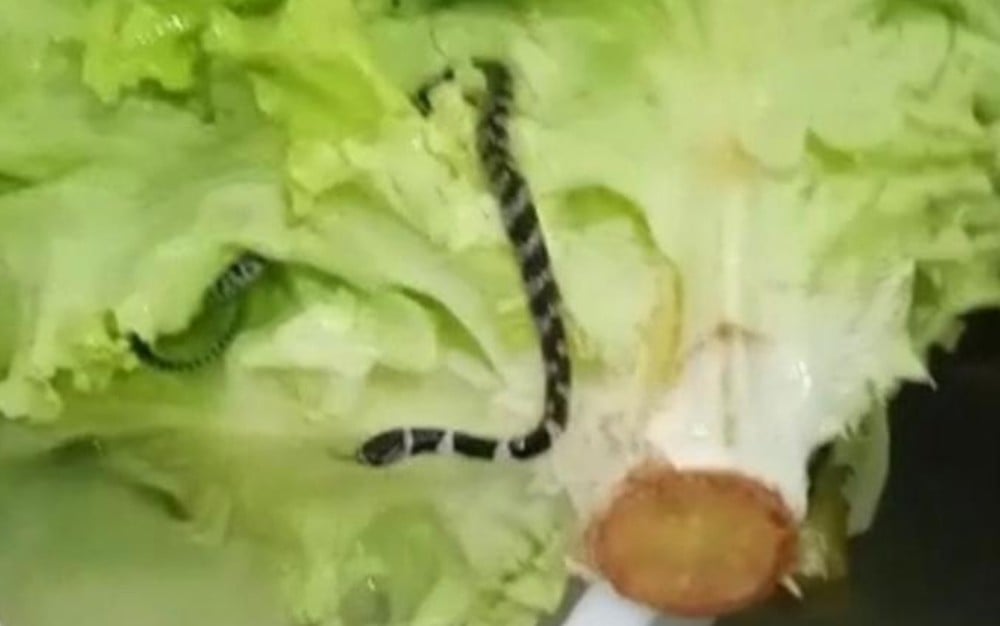 Cozinheira encontra cobra dentro de alface em Catalão - News Rondônia