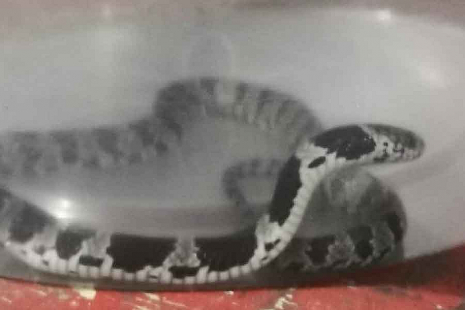 Cozinheira encontra cobra dentro de alface em Catalão - News Rondônia