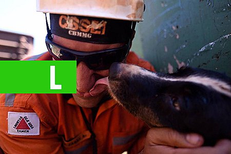 BRUMADINHO: 'MEU CORAÇÃO NÃO MANDOU PARAR', DIZ BOMBEIRO SOBRE BUSCAS - News Rondônia