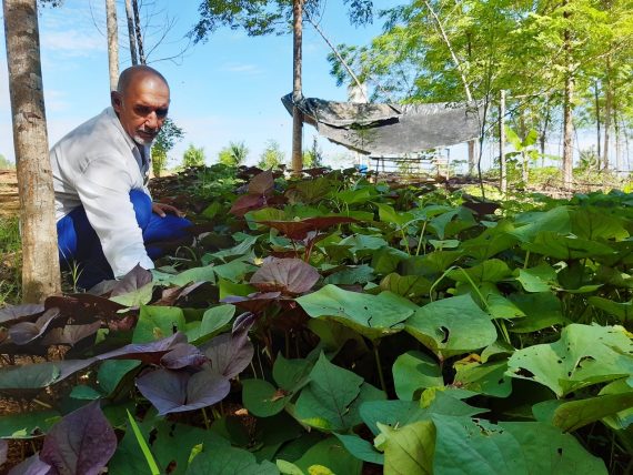 SAF É ALTERNATIVA AO AGRICULTOR NA DIVERSIFICAÇÃO PRODUTIVA; MODELO PODERÁ SER CONHECIDO NA RONDÔNIA RURAL SHOW INTERNACIONAL - News Rondônia
