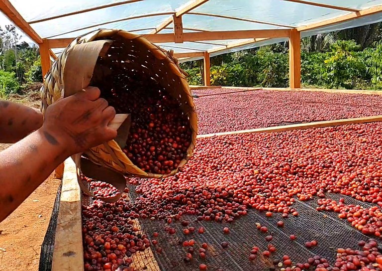 Mapa apresenta em feira o Selo de Indicação Geográfica para o café robusta das Matas de Rondônia - News Rondônia