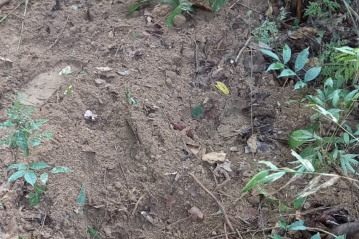 IMAGENS FORTES - Mulher é enterrada viva após denunciar traficantes, no Amazonas - News Rondônia