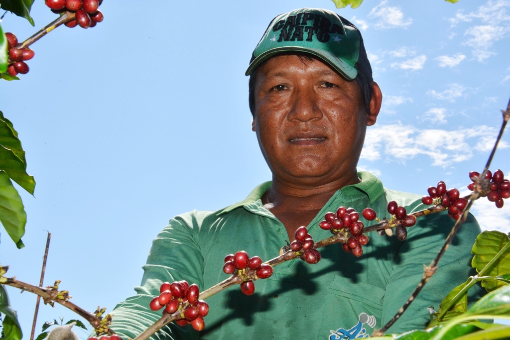 PESQUISA AJUDA INDÍGENAS A PRODUZIR CAFÉ COM QUALIDADE - News Rondônia