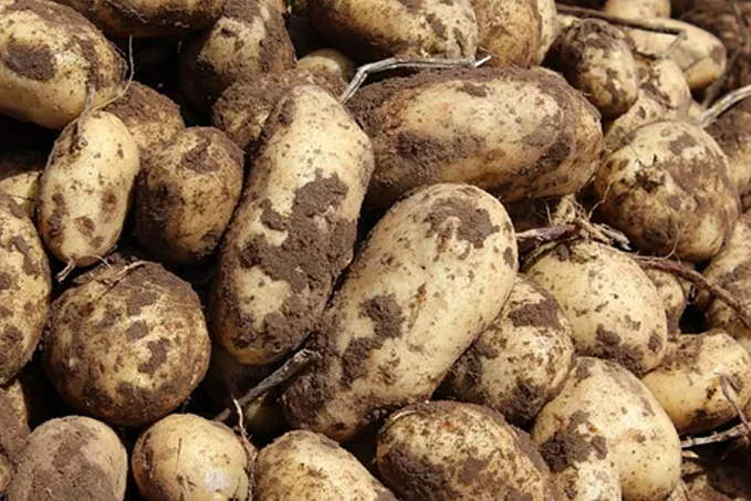 Conab aponta redução de preços da batata devido à oferta recorde do tubérculo enquanto cotações de cebola sobem - News Rondônia