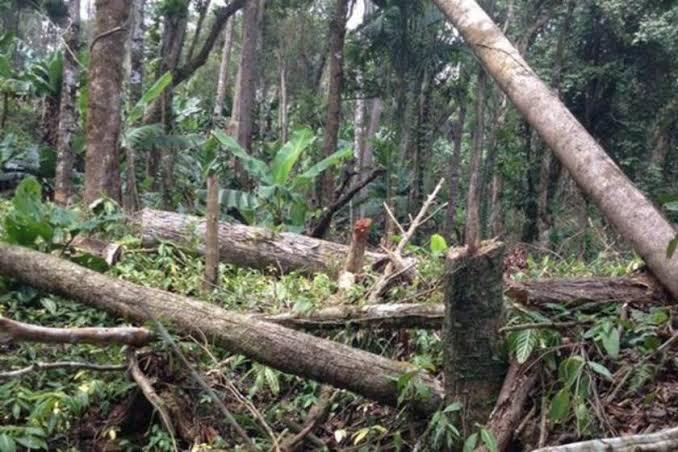 FATALIDADE: Árvore cai e mata trabalhador durante derrubada em distrito de Porto Velho - News Rondônia