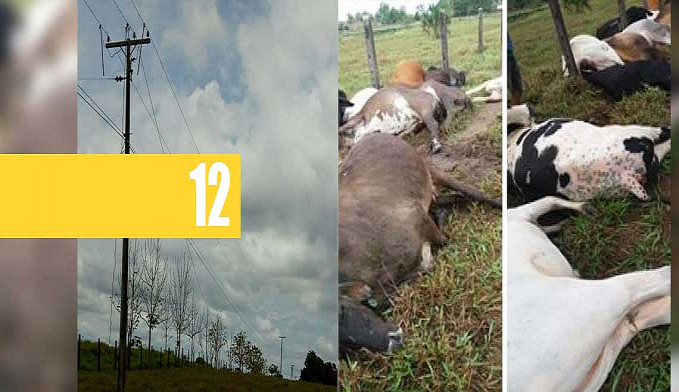 CABO DE ALTA TENSÃO ROMPE E MATA 16 CABEÇAS DE GADO ELETROCUTADAS EM OURO PRETO DO OESTE - News Rondônia