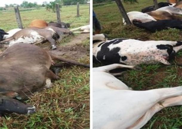CABO DE ALTA TENSÃO ROMPE E MATA 16 CABEÇAS DE GADO ELETROCUTADAS EM OURO PRETO DO OESTE - News Rondônia