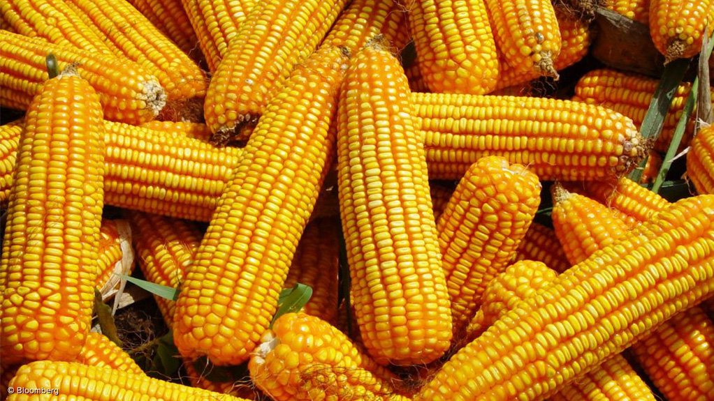 Após trâmites, leilão garante aquisição de 1 mil toneladas de milho para Rondônia - News Rondônia