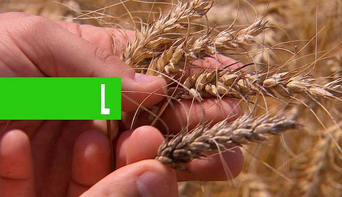 PREVISÃO: IBGE REDUZ EXPECTATIVA DA SAFRA AGRÍCOLA BRASILEIRA, MAS ESTIMATIVA AINDA É DE COLHEITA RECORDE EM 2020 - News Rondônia