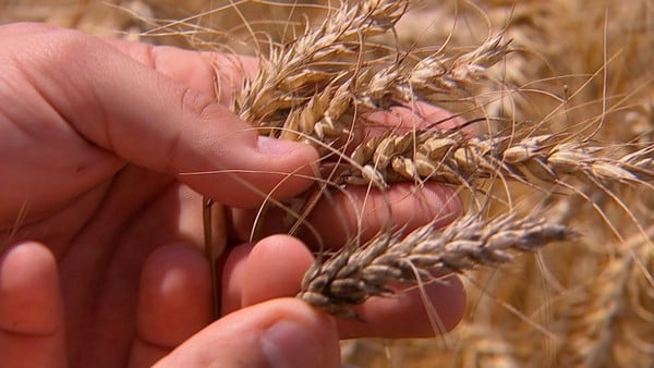 PREVISÃO: IBGE REDUZ EXPECTATIVA DA SAFRA AGRÍCOLA BRASILEIRA, MAS ESTIMATIVA AINDA É DE COLHEITA RECORDE EM 2020 - News Rondônia