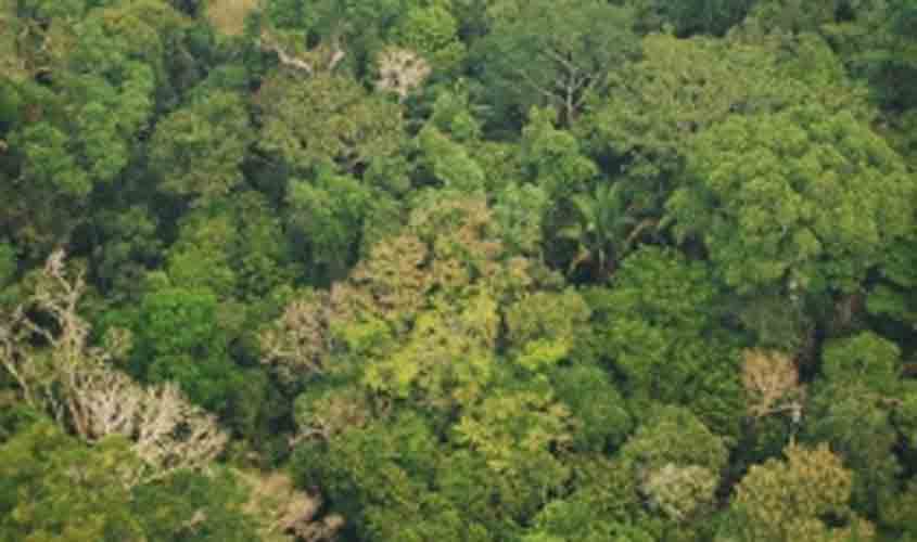 Participação social para a construção do edital de concessão da Flona do Jamari termina no próximo dia 26 - News Rondônia