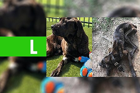 MULHER DEIXA CACHORRO SEM COMER DURANTE 1 MÊS PARA SE VINGAR DE EX-NAMORADO - News Rondônia