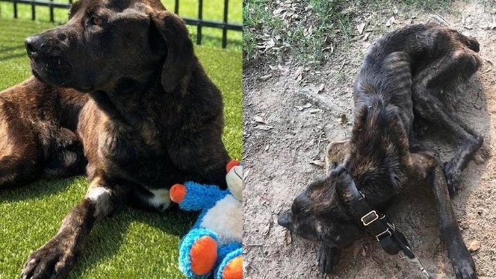 MULHER DEIXA CACHORRO SEM COMER DURANTE 1 MÊS PARA SE VINGAR DE EX-NAMORADO - News Rondônia