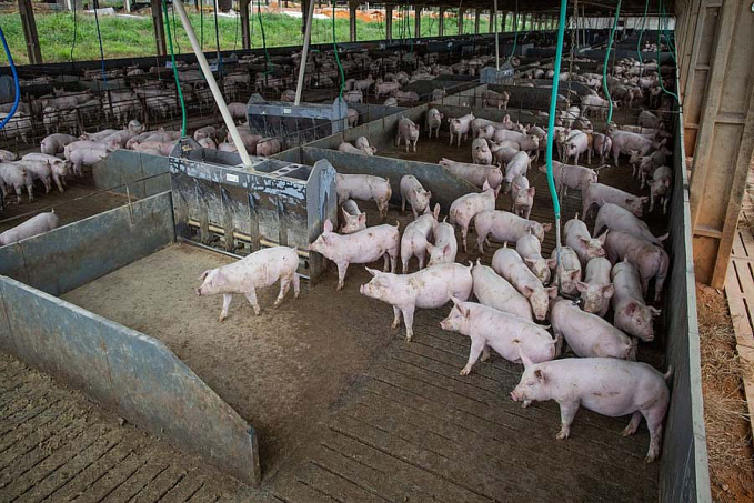 Abate de suínos aumenta, mas de bovinos cai no terceiro trimestre - News Rondônia