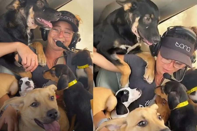 Mulher usa avião para salvar 27 cachorros que seriam sacrificados - News Rondônia