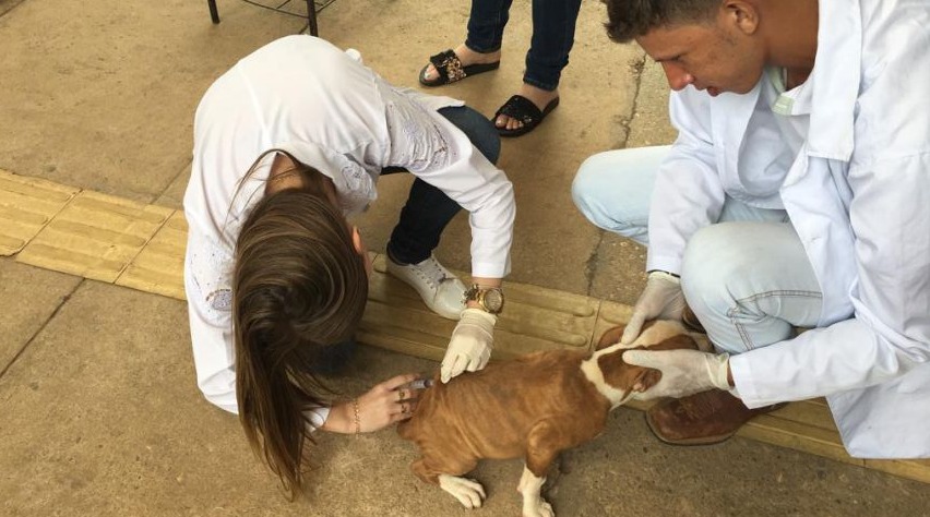VACINAÇÃO CONTRA RAIVA ACONTECE NESTE SÁBADO EM CÃES E GATOS, VEJA LOCAIS - News Rondônia