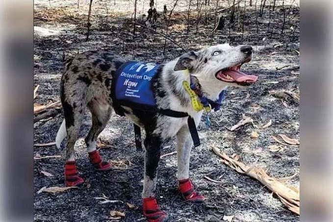 Cão herói ganha prêmio após salvar 100 coalas de incêndio na Austrália - News Rondônia