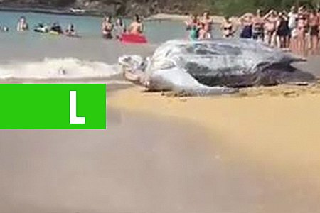 TARTARUGA GIGANTE É ENCONTRADA EM PRAIA - VEJA VÍDEO - News Rondônia