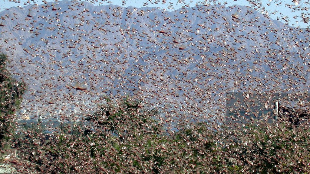 Nuvem de Gafanhotos continua se aproximando do Brasil - News Rondônia