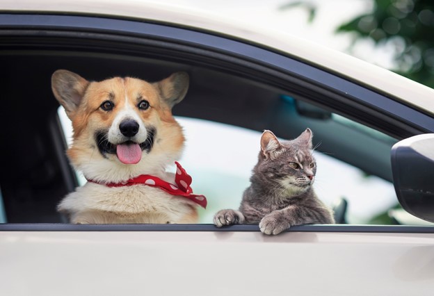 Pets e carros podem conviver pacificamente - News Rondônia