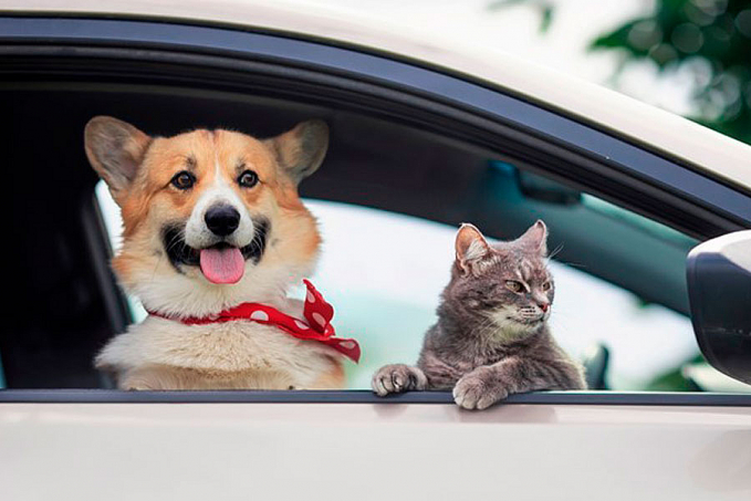 Pets e carros podem conviver pacificamente - News Rondônia