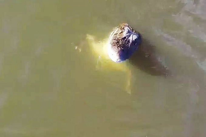 VÍDEO: Jacaré salta e abocanha drone em pleno voo - News Rondônia
