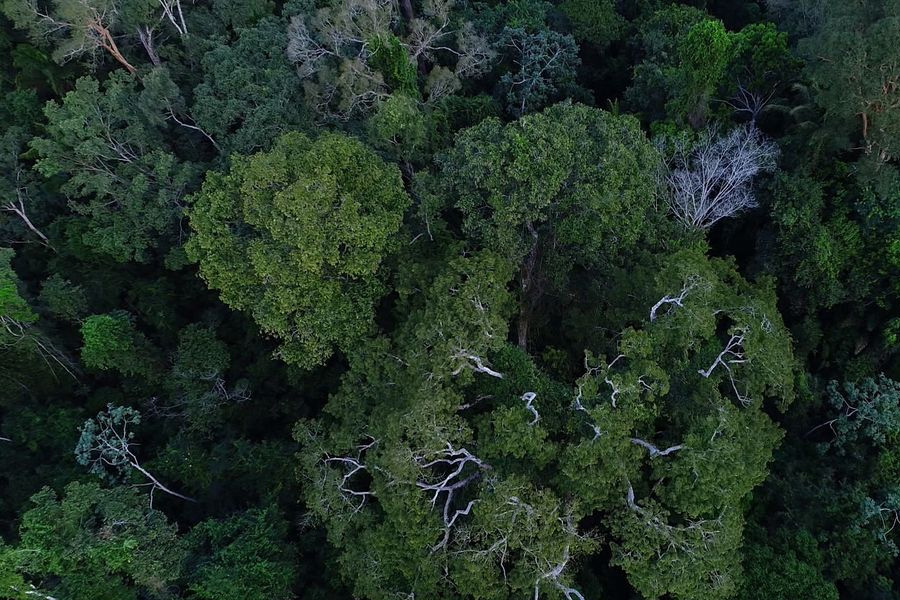 Na COP27, Brasil lista ações de sustentabilidade dos últimos 4 anos - News Rondônia