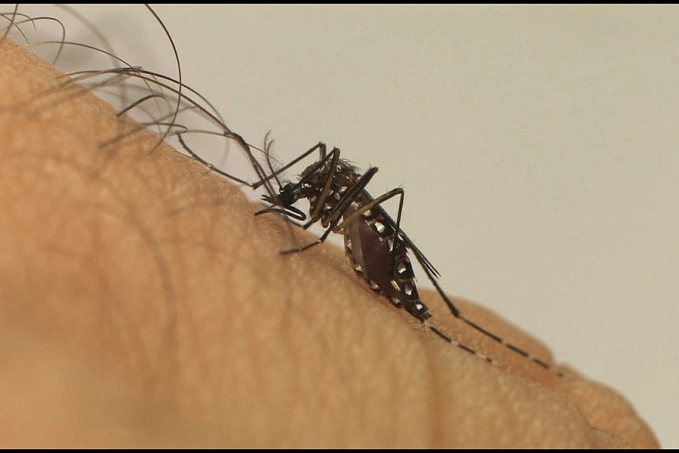 Exames de laboratórios privados indicam aumento de casos de dengue - News Rondônia