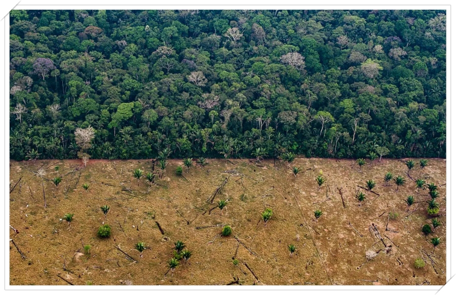 Após vídeos de Txai Suruí acuada por um grupo de invasores, entidades repercutem a ação e pedem a saída das pessoas da terra indígena - News Rondônia