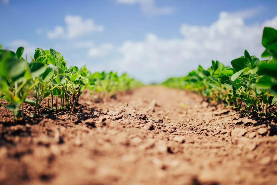 Produção de soja em Mato Grosso do Sul tem aumento de 49,4% - News Rondônia