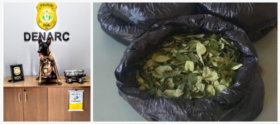 Cadela da Polícia do AC fareja e impede despacho de folhas de coca com destino a Porto Velho - News Rondônia