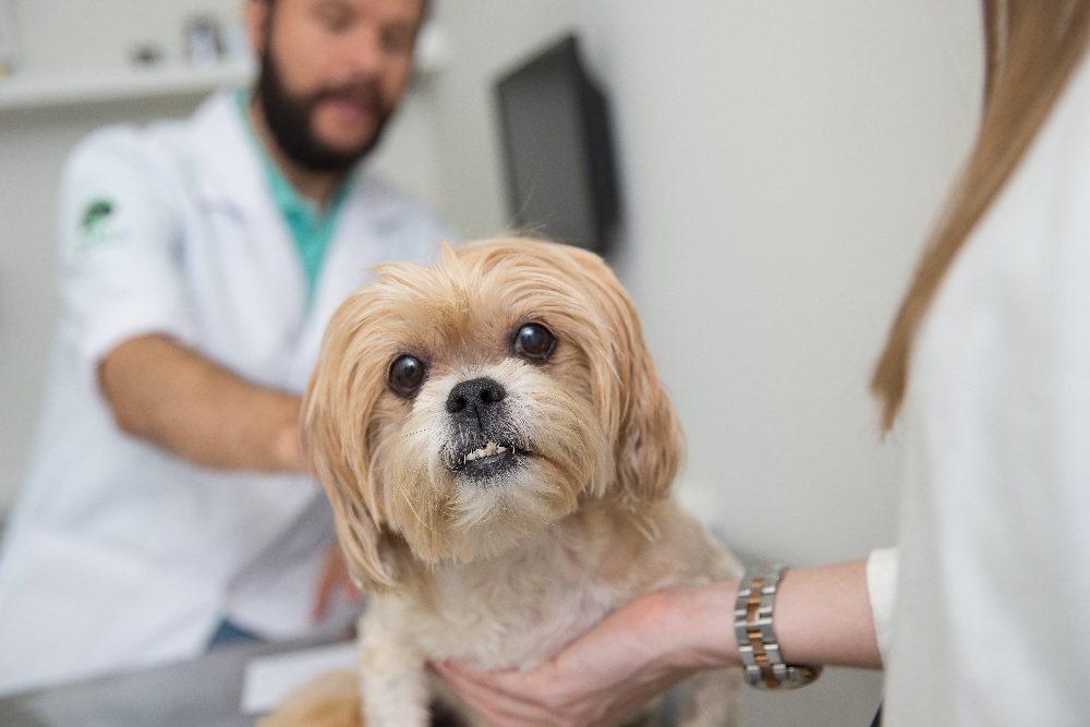 Baixa temperatura aumenta riscos de doenças nos pets - News Rondônia