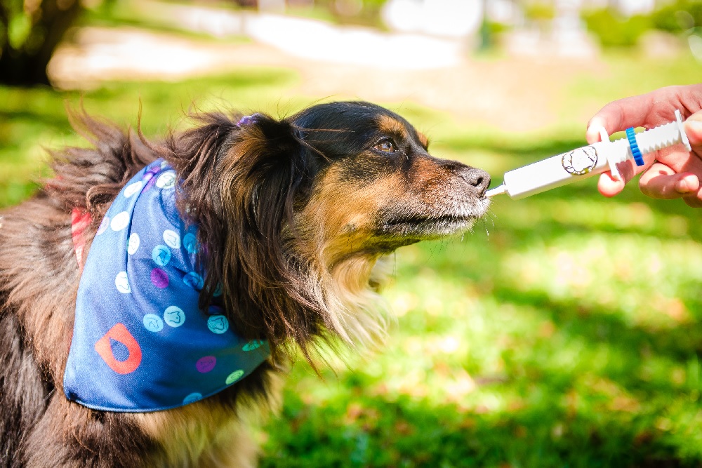 Baixa temperatura aumenta riscos de doenças nos pets - News Rondônia